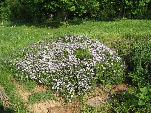 Majčina dušica